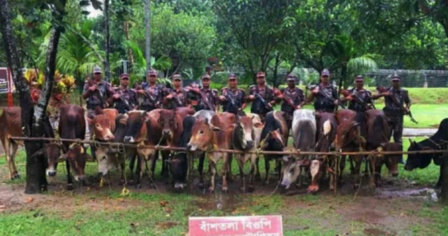 সুনামগঞ্জ মধ্যনগরে ভারতীয় ২৩টি গরু আটক।