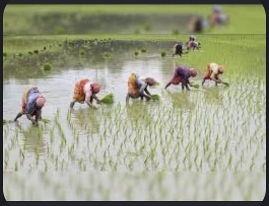 ডুমুরিয়ায় বোরো আবাদে কৃষিতে নতুন সম্ভাবনার দ্বার