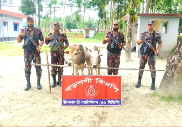 সীমান্তে ভারতীয় ২ টি গরু আটক করেছে বিজিবি