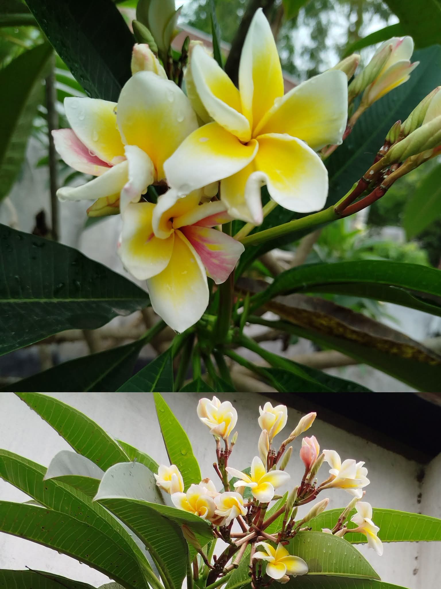 হাতিবান্ধায় ফুটছে বাহারি কাঠগোলাপ
