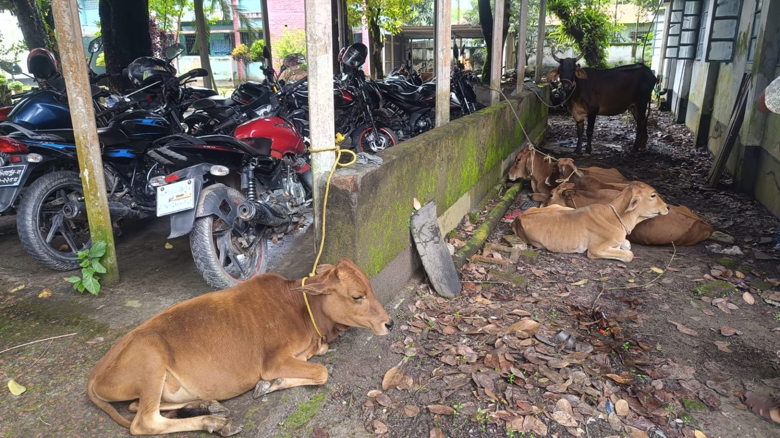 ভূরুঙ্গামারীতে ভারতীয় গরু সন্দেহে ৮টি গরু ও ৪ ব্যক্তি আটক