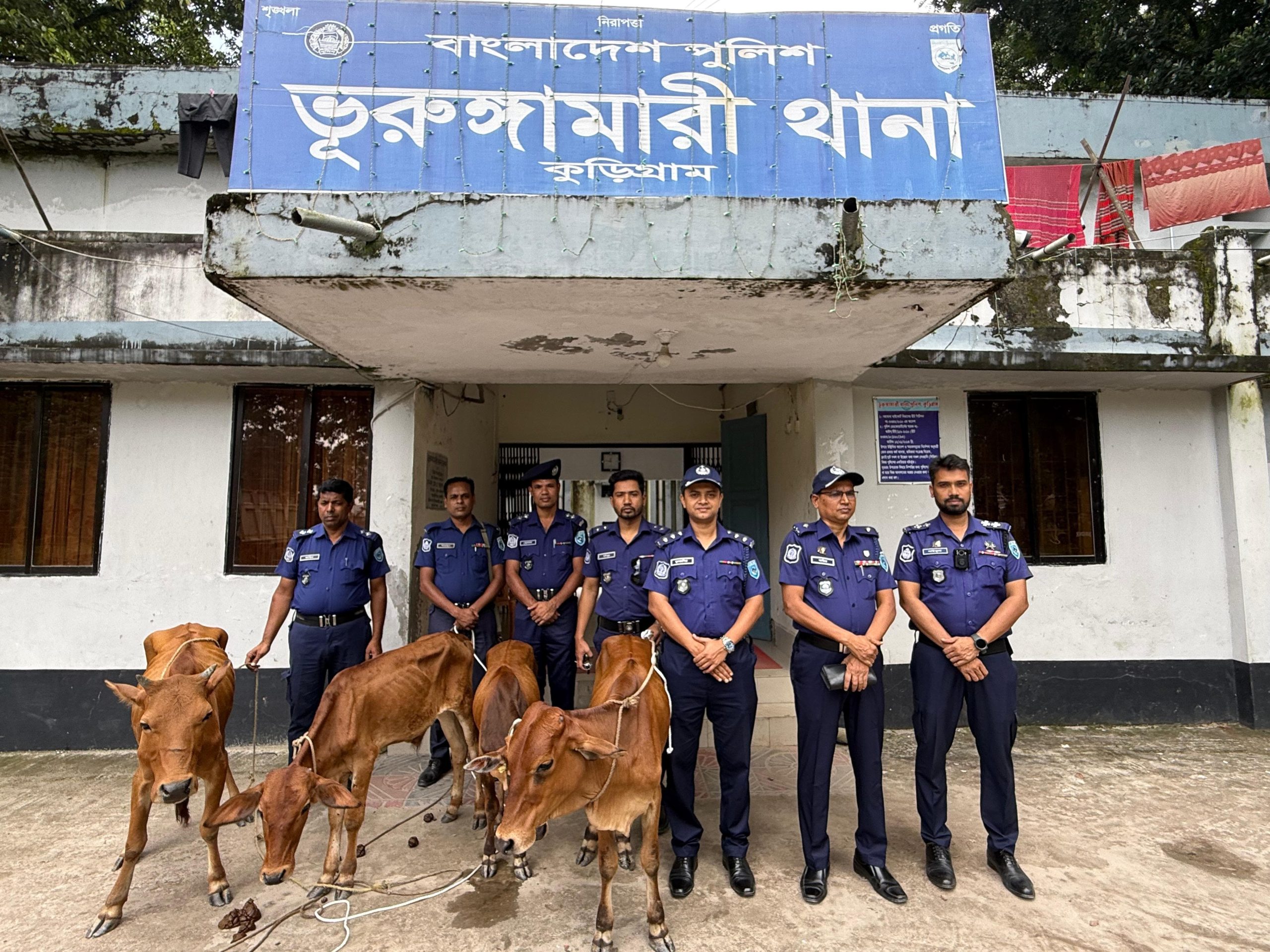 ভূরুঙ্গামারীতে পুলিশের অভিযানে ৪টি ভারতীয় গরু উদ্ধার, ৫ চোরাকারবারি আটক