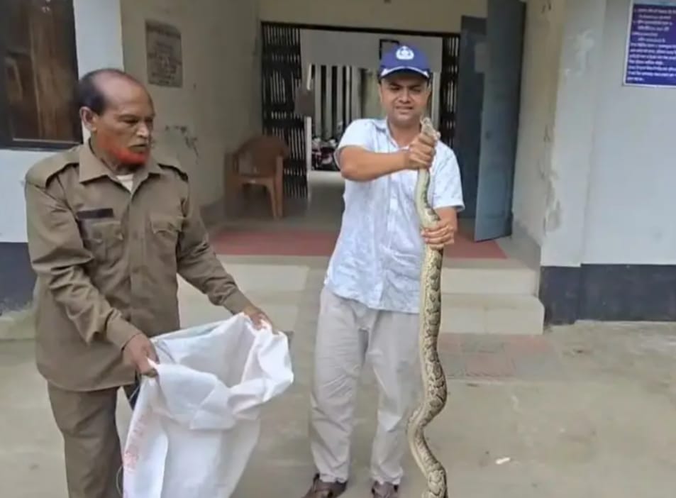 ভূরুঙ্গামারীতে পুলিশের সহায়তায় ৬ ফিট লম্বা বার্মিজ অজগর উদ্ধার