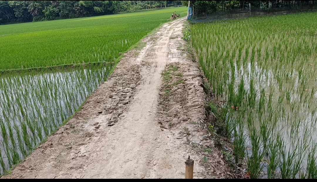 কাজ না করেই কাবিখার চাল উত্তোলনের অভিযোগ, মুখোমুখি প্রকল্প সভাপতি ও পিআইও