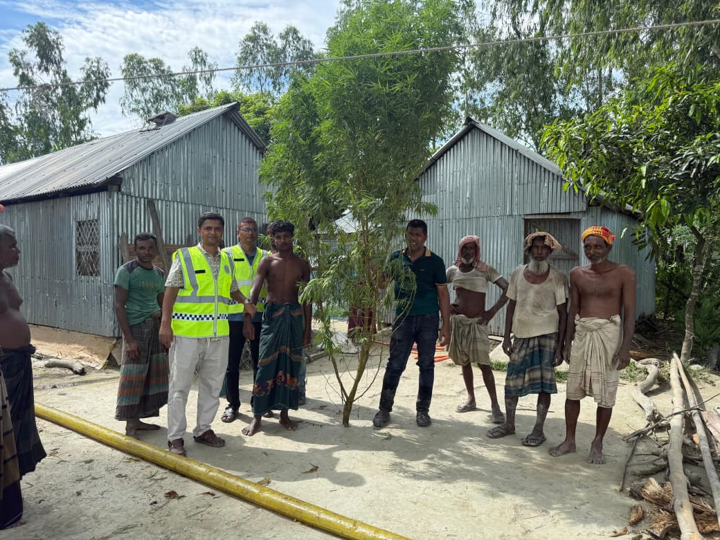 ভূরুঙ্গামারীতে মাদক কারবারির বাড়িতে মিললো ১৭ ফুট উচ্চতার গাঁজা গাছ
