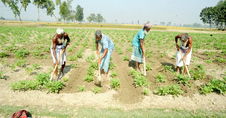 কুড়িগ্রামে সিন্ডিকেটের কবলে বীজ ও সার, লাগামহীন মূল্যে দিশাহারা চাষীরা