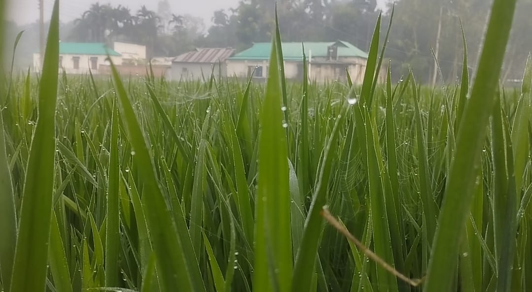 ঠাকুরগাঁও হরিপুরে ঘন কুয়াশায় শীতের আগমনী বার্তা