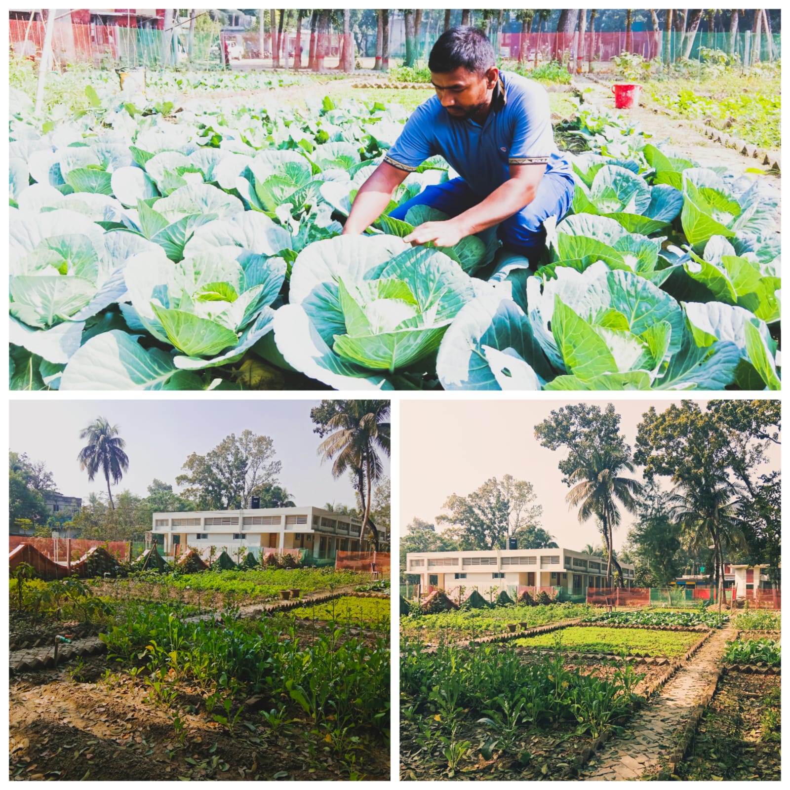 দিঘলিয়া উপজেলার পরিষদের পতিত জমি এখন ফুল ও সবজির বাগান