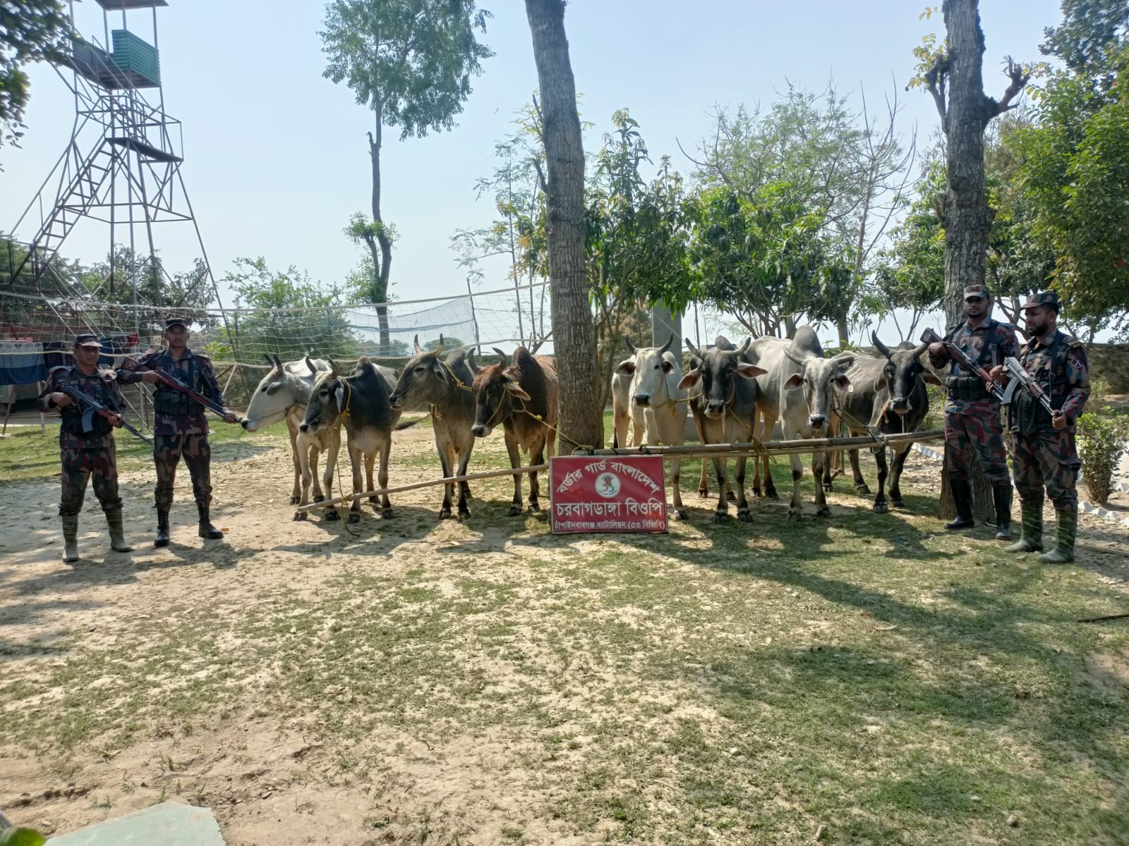 চাঁপাইনবাবগঞ্জ সীমান্তে ৫৩ বিজিবির পৃথক পৃথক অভিযানে ভারতীয় ১০ গরু জব্দ