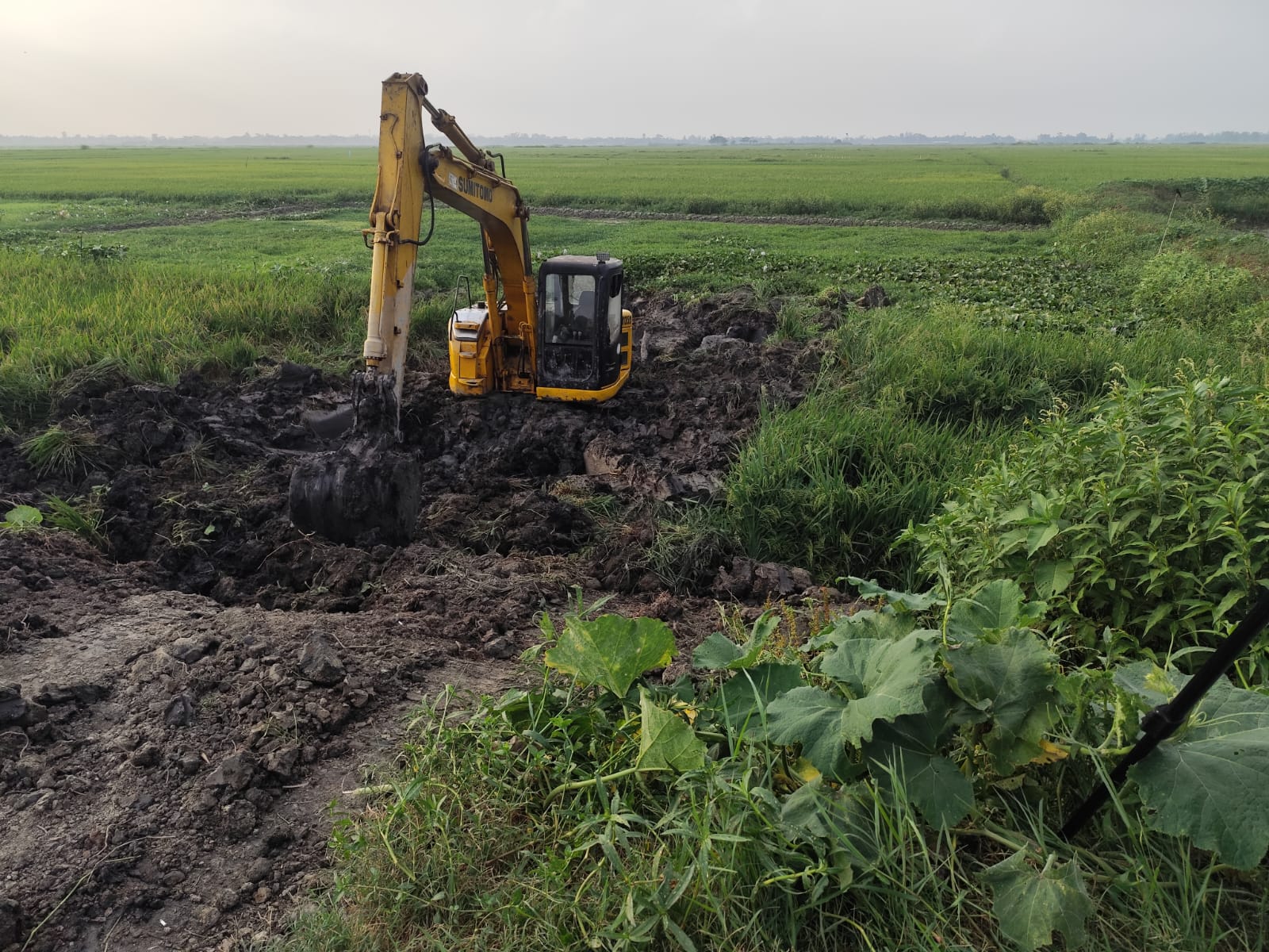গোপালগঞ্জের উলপুরে পাকা ধানের জমি কেটে পুকুর খননের অভিযোগ