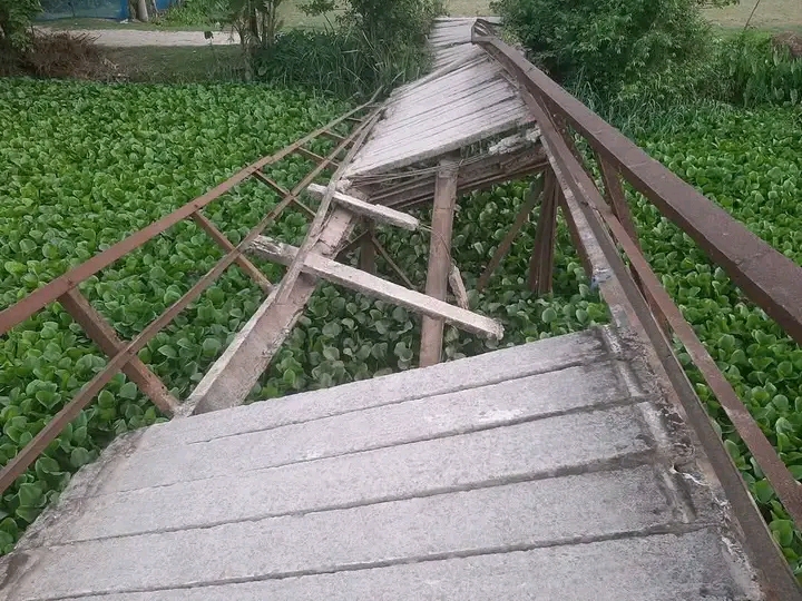 আমতলীতে ঝুঁকিপূর্ণ সেতু পার হয়ে জীবনের ঝুঁকি নিয়ে স্কুলে যাচ্ছে শিক্ষার্থীরা