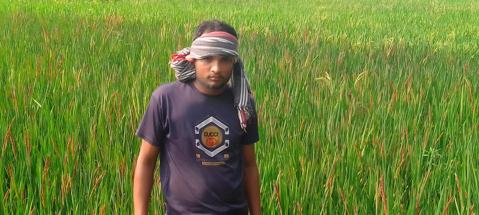 ইউটিউব দেখে আগ্রহ তেতুলিয়ায় পরীক্ষামূলক ভিয়েতনামি ব্ল্যাক রাইস ধান চাষ করেন কৃষক মোঃ মিস্টার হক