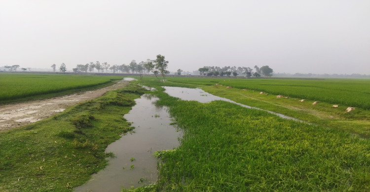 ভূরুঙ্গামারীতে ঝুঁকিয়া বিল ভরাটের আশঙ্কা:খননের দাবি কৃষকদের