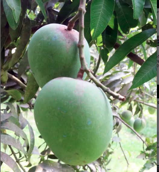 রাজশাহীতে আমের বাম্পার ফলনের আশা কৃষকের